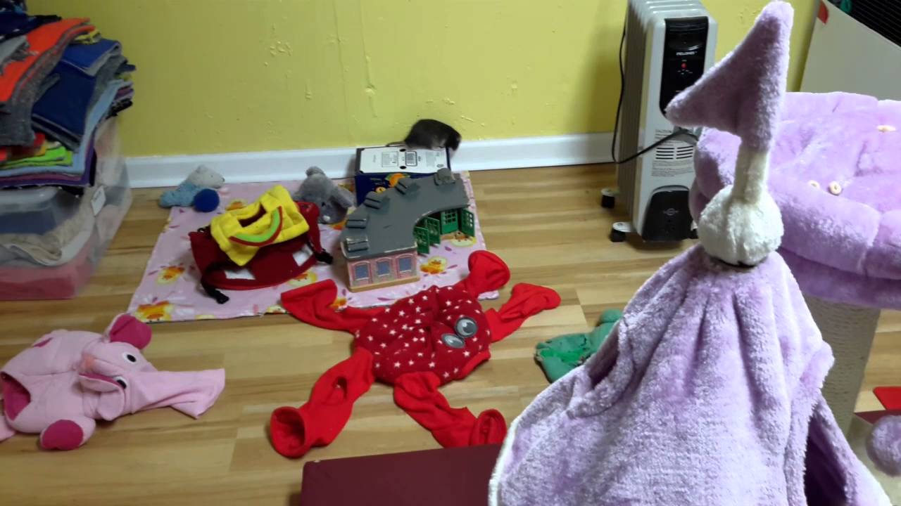 Remi, Rex, and Blaze: Free Range in the Rat Room