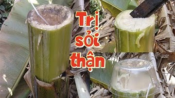 Điều trị sỏi thận bằng nước thân cây chuối hột.#ThuốchayMinhPhương#