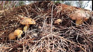 лес война грибы Израиль