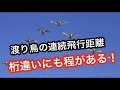 渡り鳥が不眠不休で飛べる理由が凄すぎる!【雑学】
