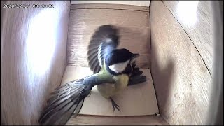 20200227 Great Tit vs pair of Sparrows