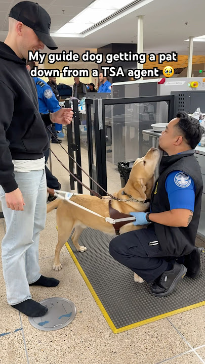 My guide dog getting PAT DOWN by TSA agent #shorts