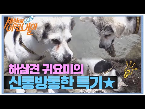 ㅣ순간포착 세상에 이런 일이(<strong>Instant</strong> Capture)ㅣSBS <strong>Story</strong>