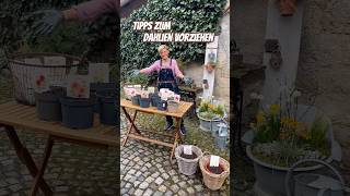 GARTENTIPP/ DAHLIEN VORZIEHEN 🌿🌸👍