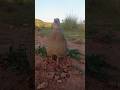 Teetar Ki Ultra Sharp Awaaz | Gray Francolin Call#teetarvoice #grayfrancolin #birds #nature #wildlif