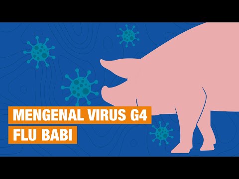 Video: Flu Babi - Gejala, Pengobatan, Vaksinasi, Tanda-tanda