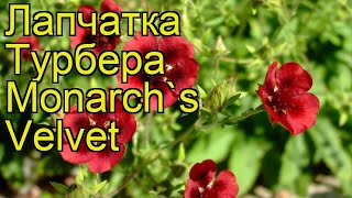 Лапчатка турбера Монарх Велвет. Краткий обзор, описание potentilla thurberi Monarch's Velvet