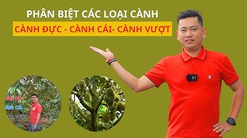 Phân Biệt Cành Sầu Riêng Đực  Cành Bơi Và Cành Cấp Hai | Nông Nghiệp Tây Nguyên TKA