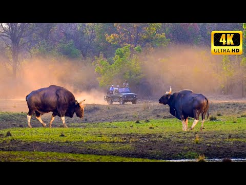 കടുവകളെ കാണാൻ പുതിയൊരു കാട് | Umred Pauny Karhandala Tiger Safari | 4K UHD