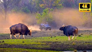 കടുവകളെ കാണാൻ പുതിയൊരു കാട് | Umred Pauny Karhandala Tiger Safari | 4K UHD