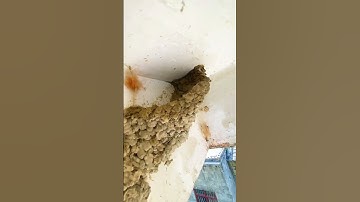Swallow bird building nest🕊️#trending #foryou #viral #shorts
