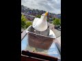 Giving My Pet Seagull A Bath!