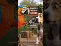 बिहार में मंत्री कौन बनेगा #funny #shorts
