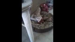 Download Lagu Giovinca y Coco MP3