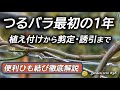 つるバラ【植え付けから剪定・誘引まで最初の１年を追う】