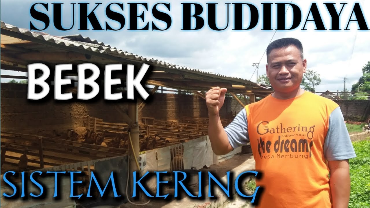Cara Sukses Ternak Bebek Sistem Kering #cerita_sukses #ternak_bebek #