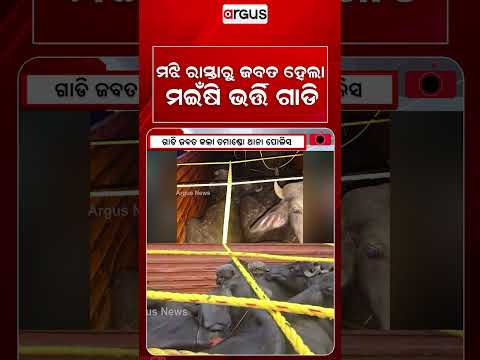 16 Buffaloes Rescued In Bhubaneswar | Tamando Police Seize Truck | Escort XUV Flees | Argus News