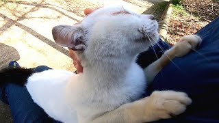 神社に行ったら白猫が出迎えてくれた