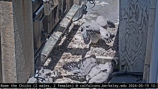 Cal Falcons: Chicks start a new phase 🌀 3 explore outside nest 🛴 2024 May 19