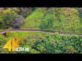 Road to Hana. Part #1 - 4K Scenic Drive Video (with Music) 3 HRS - Hawaii, Maui