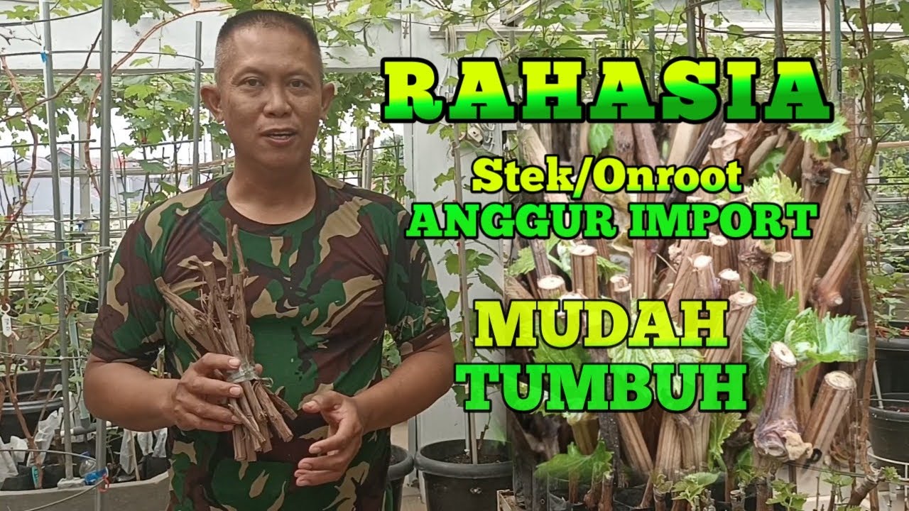 RAHASIA‼️TANAM STEK/ONROOT ANGGUR IMPORT MUDAH TUMBUH