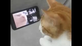 KUCING ANGGUK ANGGUK 😂😂😂 #SHORTS