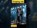 Cat sing a song #shortvideo #shorts #fbreels