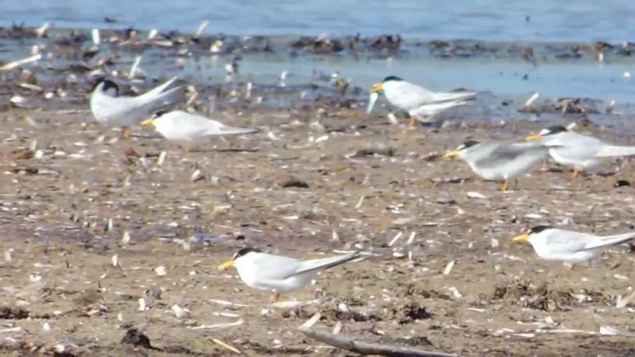 Little Tern, Fraticello (Sterna albifrons) 