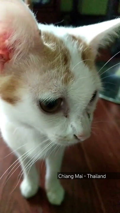 Visit to a cat sanctuary in Chiang Mai #shorts #cat #gatos #kucing #cute #thailand