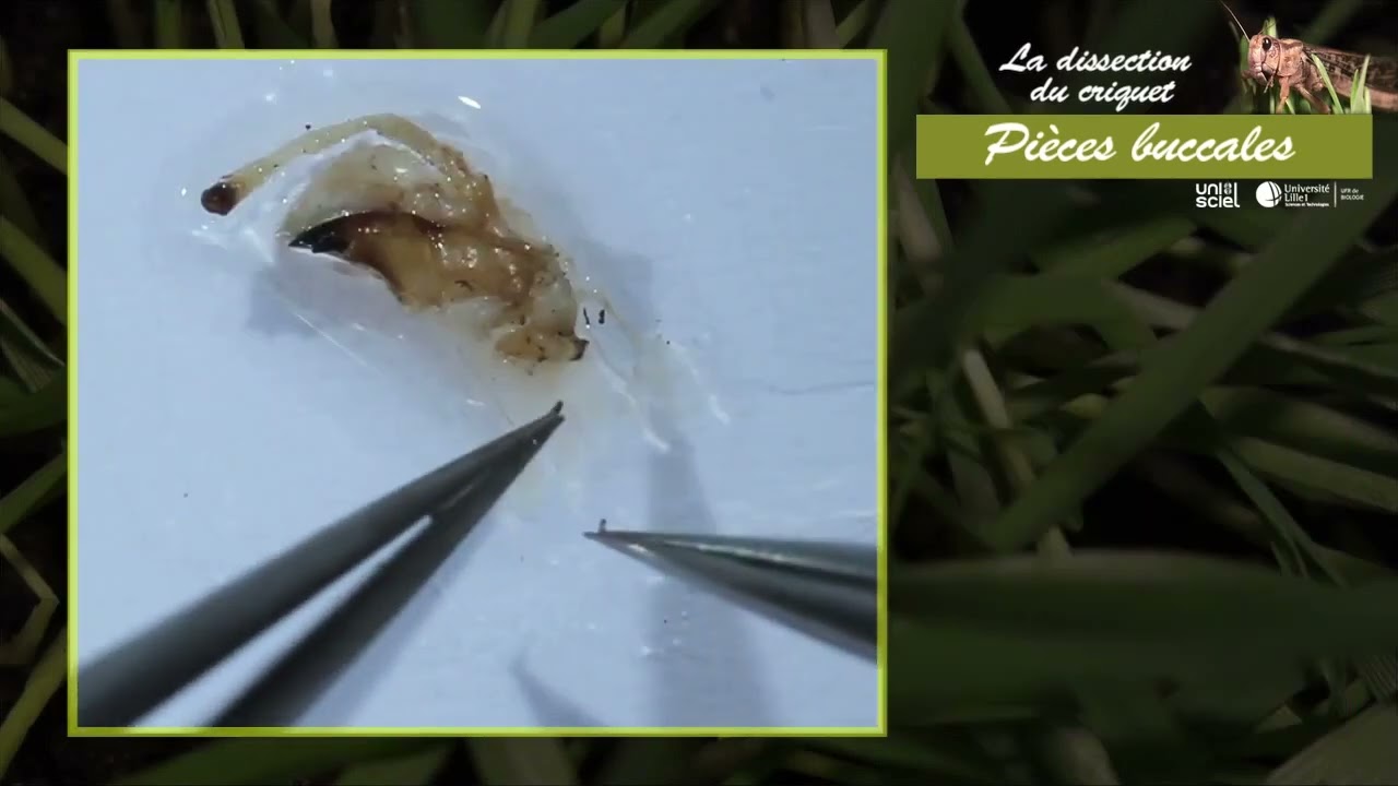 TD5 Vidéo7 Criquet Mandibules Orthoptère