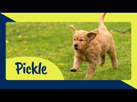 Meet Guide Dog Puppy Trainee Pickle - Sponsor His Journey to Become a Life Changing Guide Dog