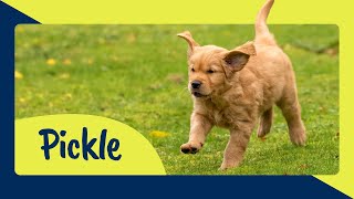 Meet Guide Dog Puppy Trainee Pickle - Sponsor His Journey To Become A Life Changing Guide Dog