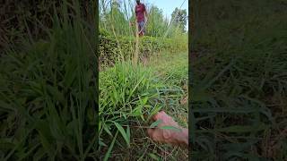 Grass of Paddy field border