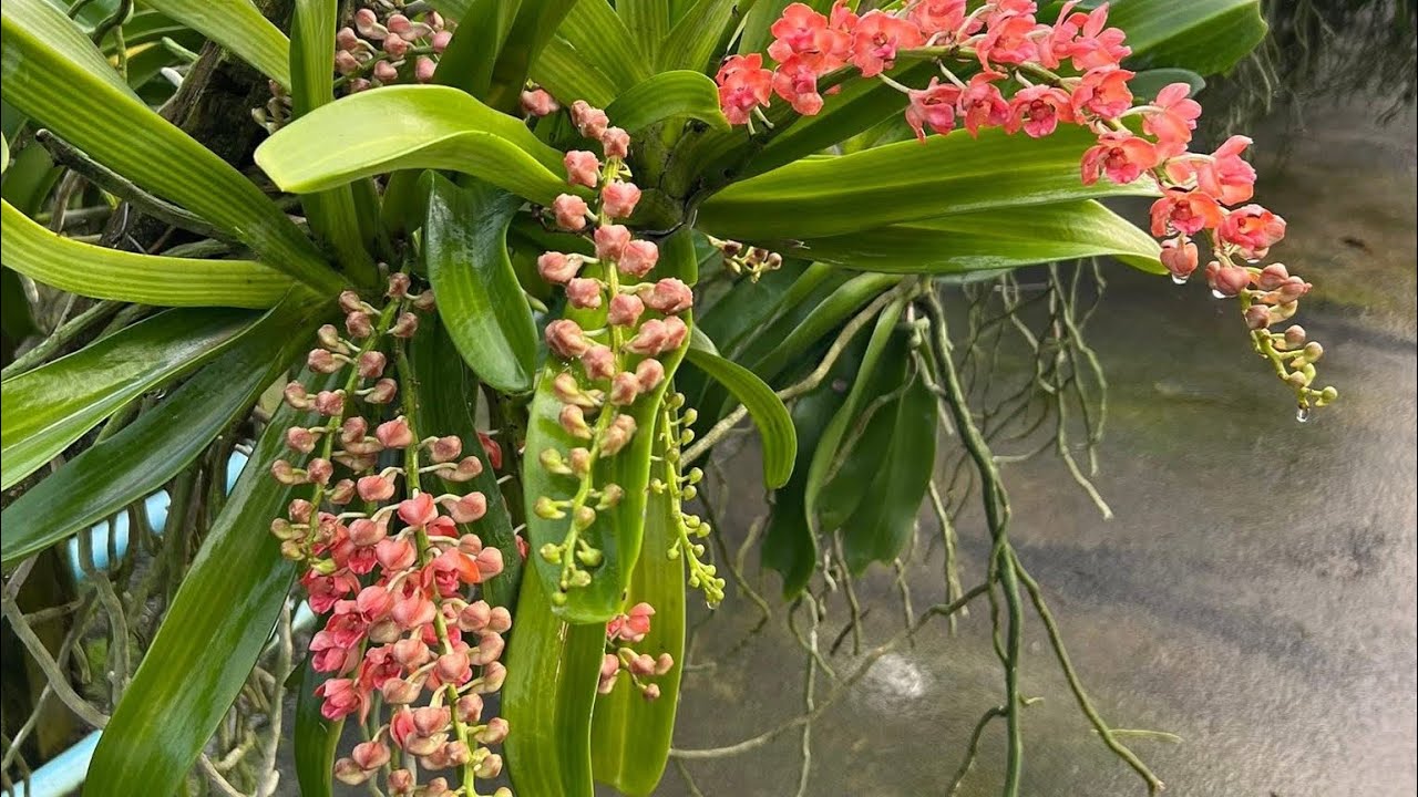 31/1/2026 Xả đai châu thái...0981550768