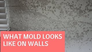 Top 23 what does mold look like on walls