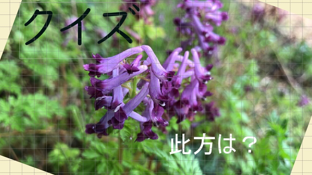 紫華鬘 むらさきけまん ケシ科有毒植物 雑草 Corydalis Incisa コリダリス インキサ