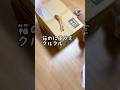 【猫和尚突如の行動に何が起きた？】#猫 #猫動画 #cat #cute