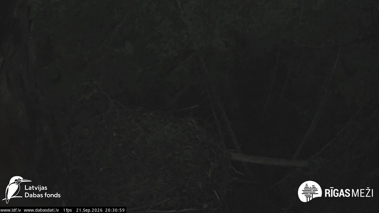 A forest stork’s home — provider preview