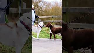 Bully vs Husky  #dog #viral #youtubeshort #doglover #new #horse #trending #shorts