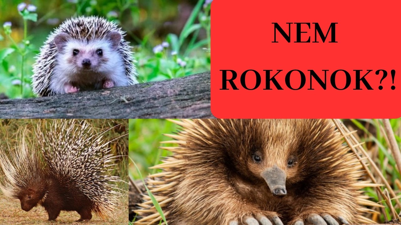 3 emlős, ami hasonlít… de semmi közük egymáshoz.