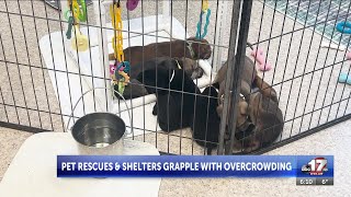 Pet shelters and rescues try to grapple with overcrowding