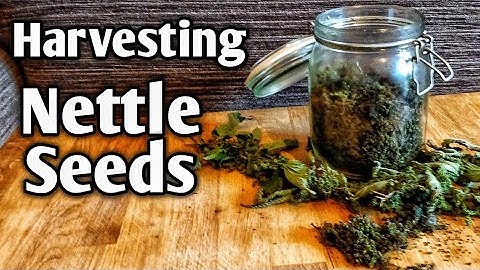 Harvesting Nettle Seeds