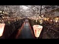 【4K】Night Meguro in sakura