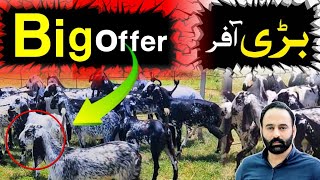 Big Offer | Goat Farming | Chakwal Goat Farm | Goat Farming in Pakistan |