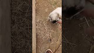 We Re-Homed Floppy & Ace, Said Goodbye To 2 Adult Bucks