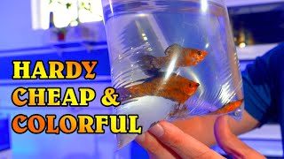 The Best Beginner Saltwater Fish  Acclimating Freshwater Mollies to Marine Aquariums