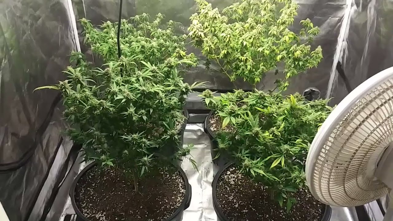 Girl Scout Cookies Extreme update