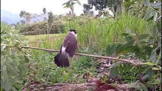Suara burung kutilang keras memanggil...yang liar pada kumpul