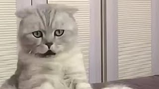 那些猫咪闻到臭味的反应#猫咪 #宠物 #搞笑 #萌宠出道计划