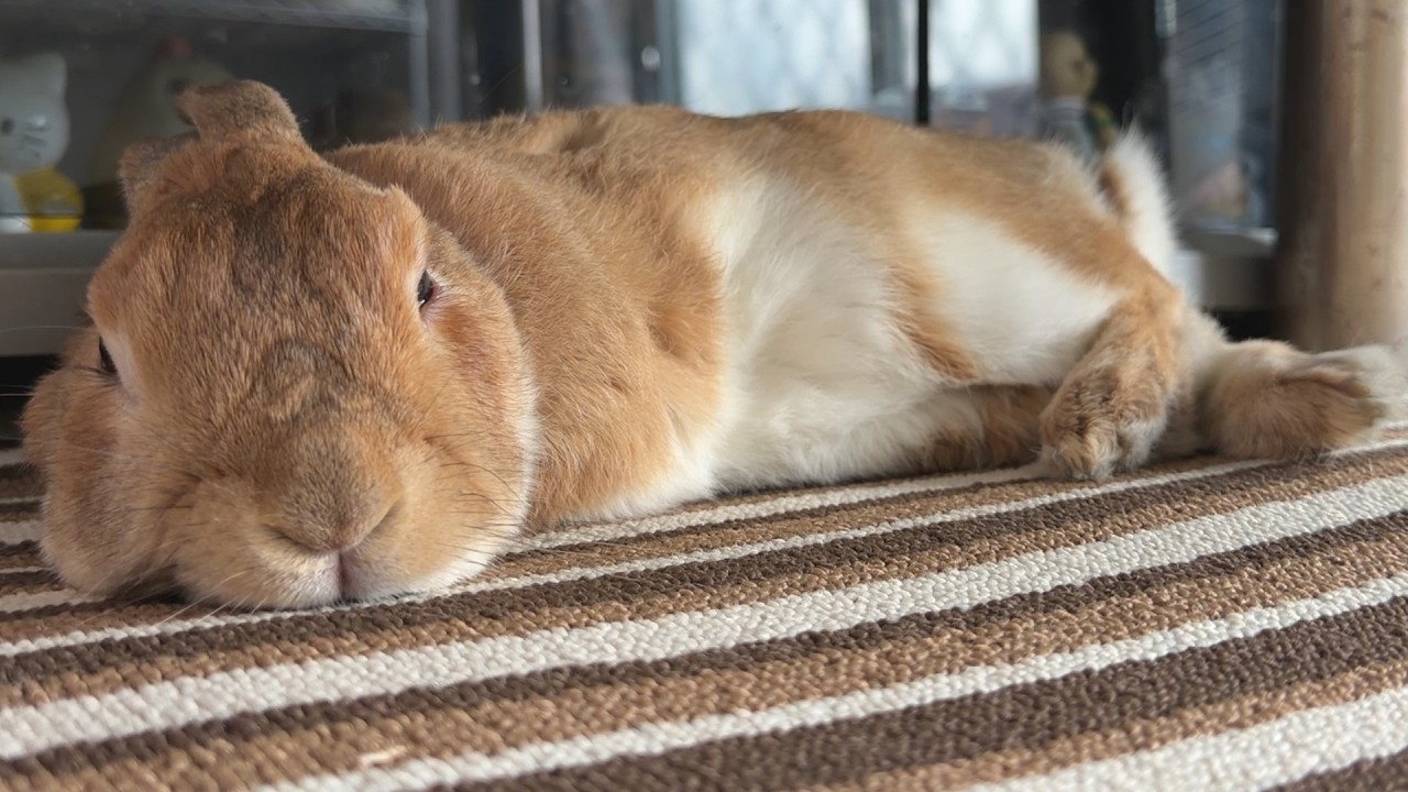 ６年間、通りすがりのナデナデを待ち続けているウサギ・・・　(No.2119)